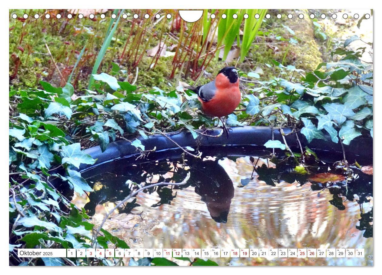 Bild: 9783457160275 | Herr und Frau Gimpel - Stammgäste im Garten (Wandkalender 2025 DIN...