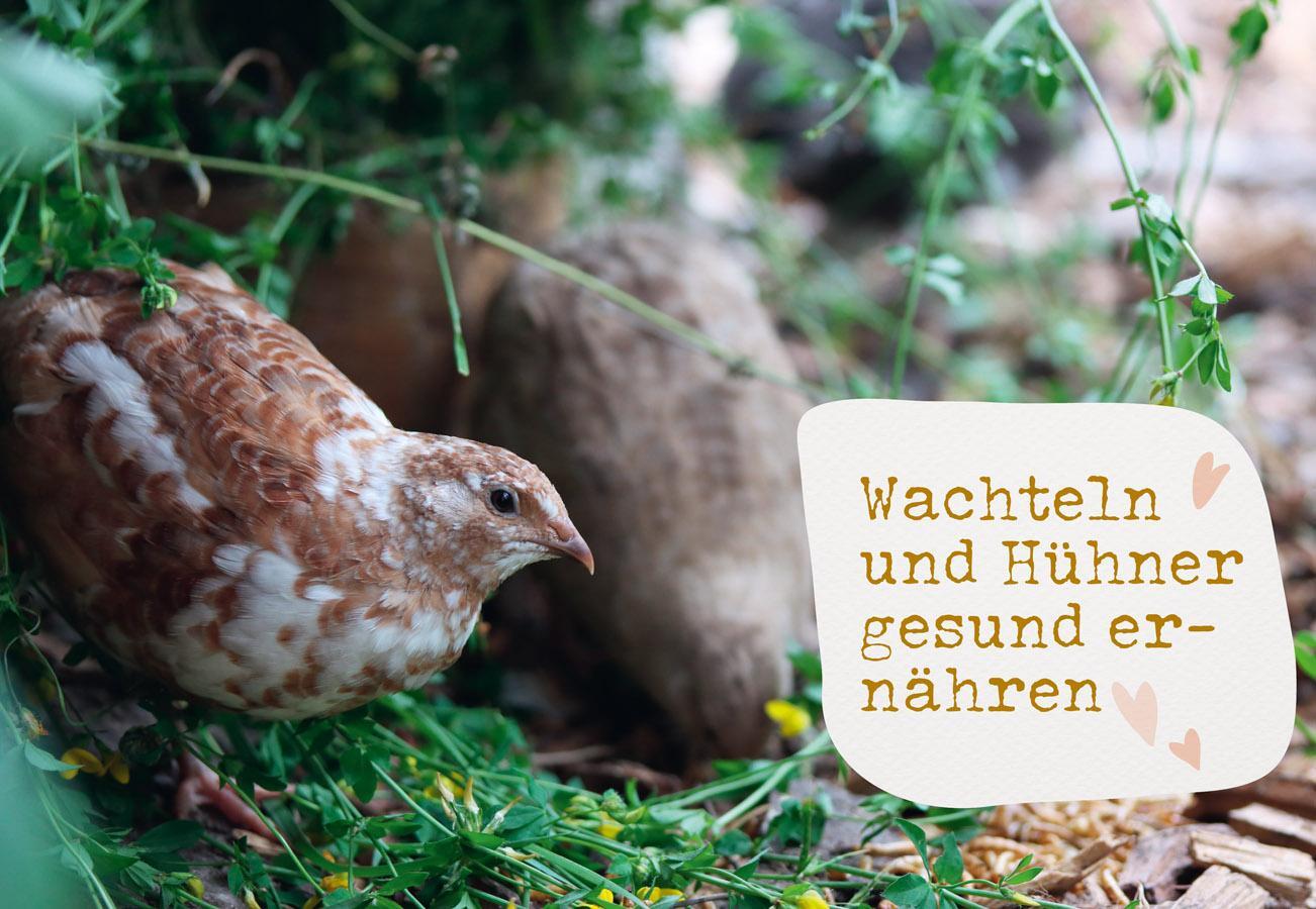 Bild: 9783818620820 | Was sucht das Huhn im Kräuterbeet? | Anne Baresch | Taschenbuch | 2024