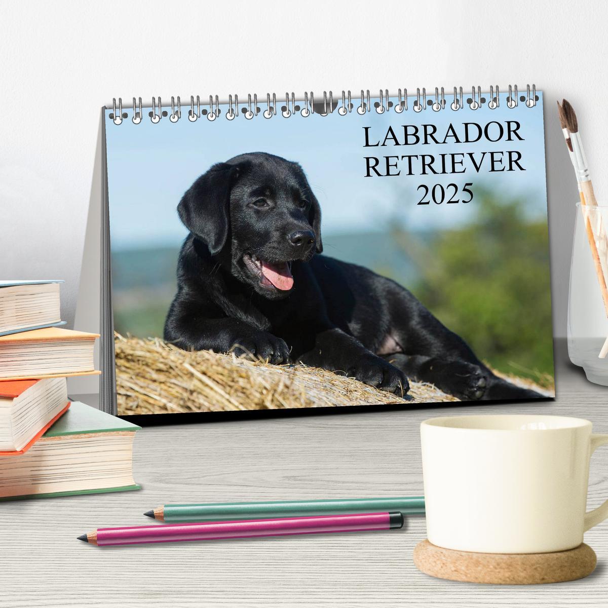 Bild: 9783435760510 | Labrador Retriever 2025 (Tischkalender 2025 DIN A5 quer), CALVENDO...