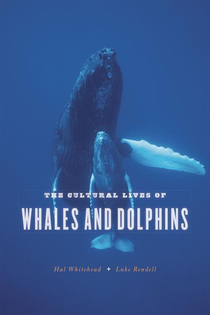 Cover: 9780226325927 | The Cultural Lives of Whales and Dolphins | Hal Whitehead (u. a.)
