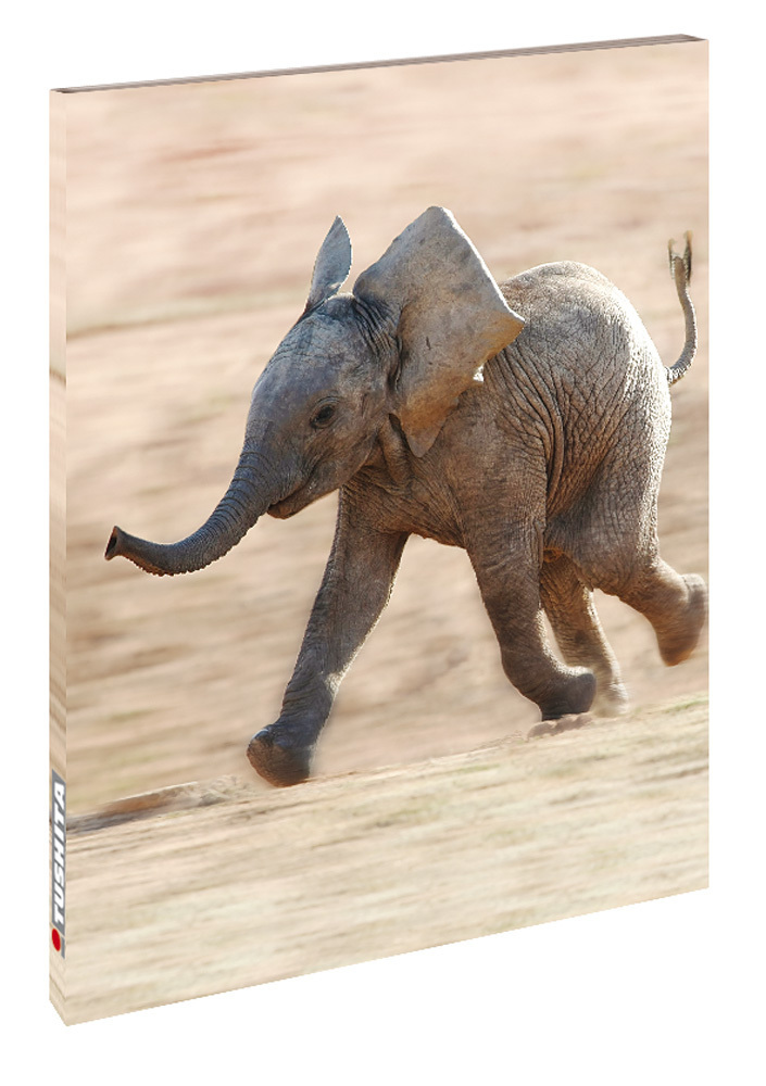 Cover: 9783865476623 | Elephant | Blankbook | Buch | In Kartonage | 144 S. | Deutsch | 2020