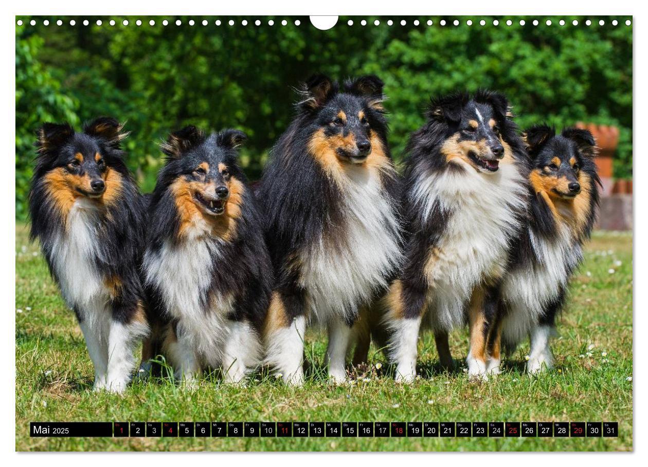 Bild: 9783435569564 | Traumhund Sheltie (Wandkalender 2025 DIN A3 quer), CALVENDO...