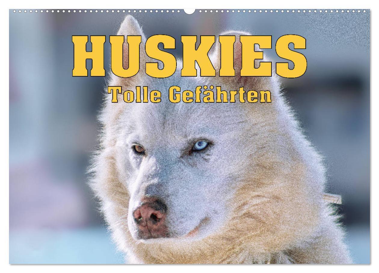 Cover: 9783675558786 | Huskies - Tolle Gefährten (Wandkalender 2024 DIN A2 quer), CALVENDO...
