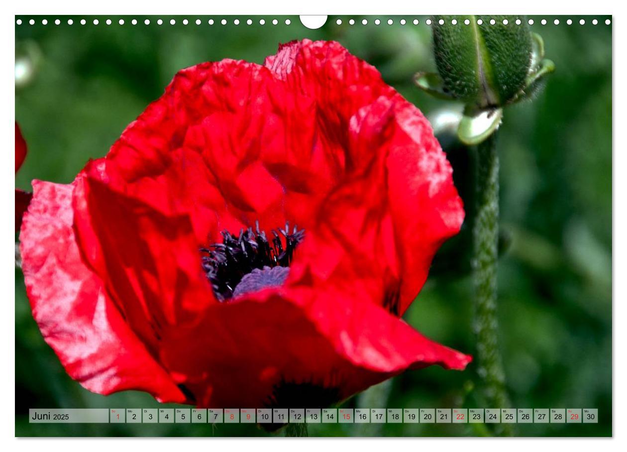 Bild: 9783435829125 | Voll Mohn (Wandkalender 2025 DIN A3 quer), CALVENDO Monatskalender