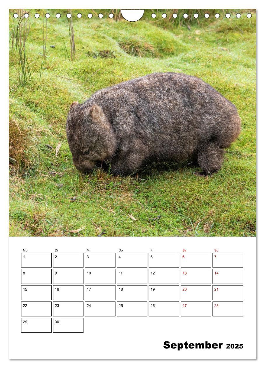 Bild: 9783435932603 | Australiens faszinierende Tierwelt (Wandkalender 2025 DIN A4 hoch),...