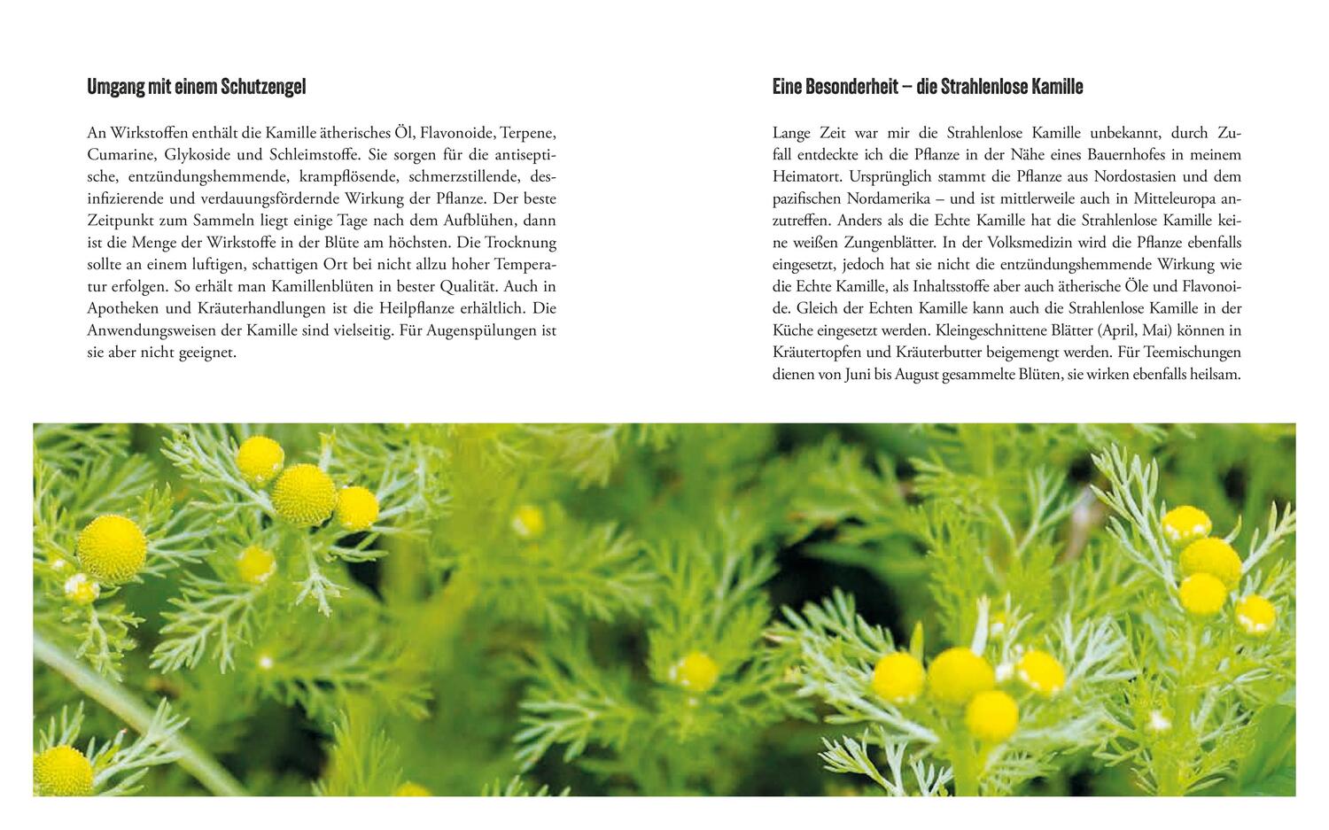 Bild: 9783702511043 | Heilkräftiges aus der Natur | Walter Mooslechner | Buch | 256 S.
