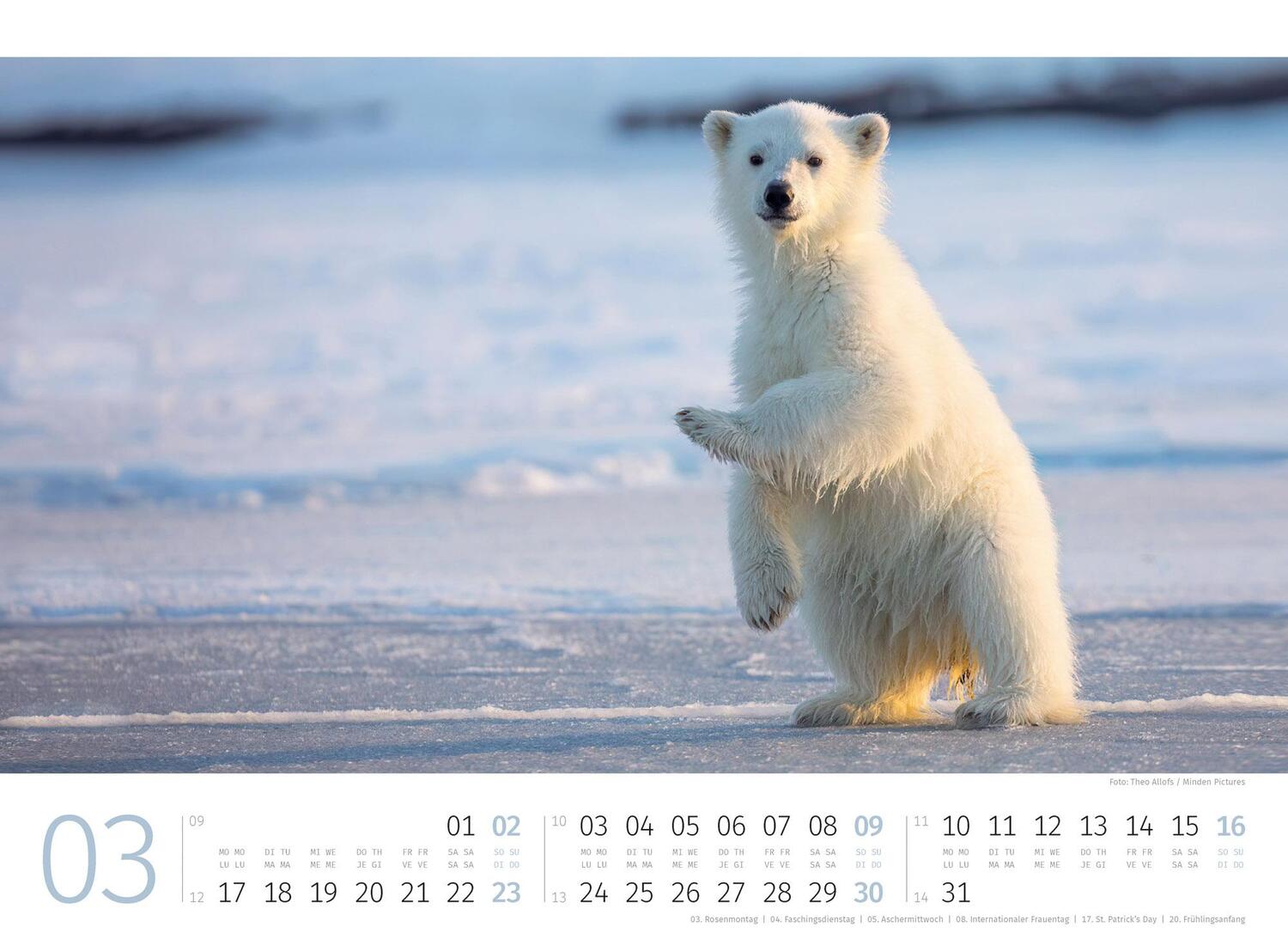 Bild: 9783838425986 | Eisbären Kalender 2025 | Ackermann Kunstverlag | Kalender | 14 S.