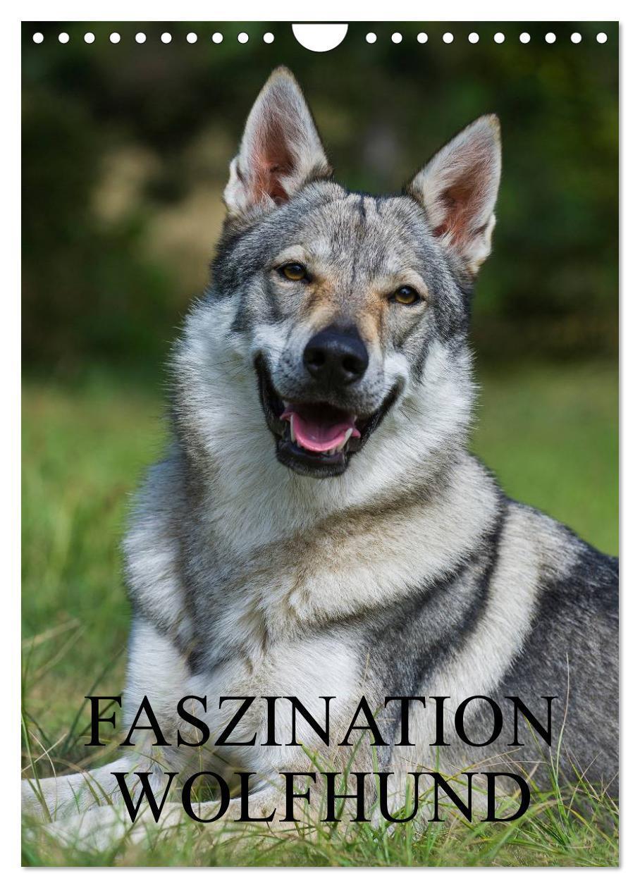 Cover: 9783383428487 | Faszination Wolfhund (Wandkalender 2024 DIN A4 hoch), CALVENDO...