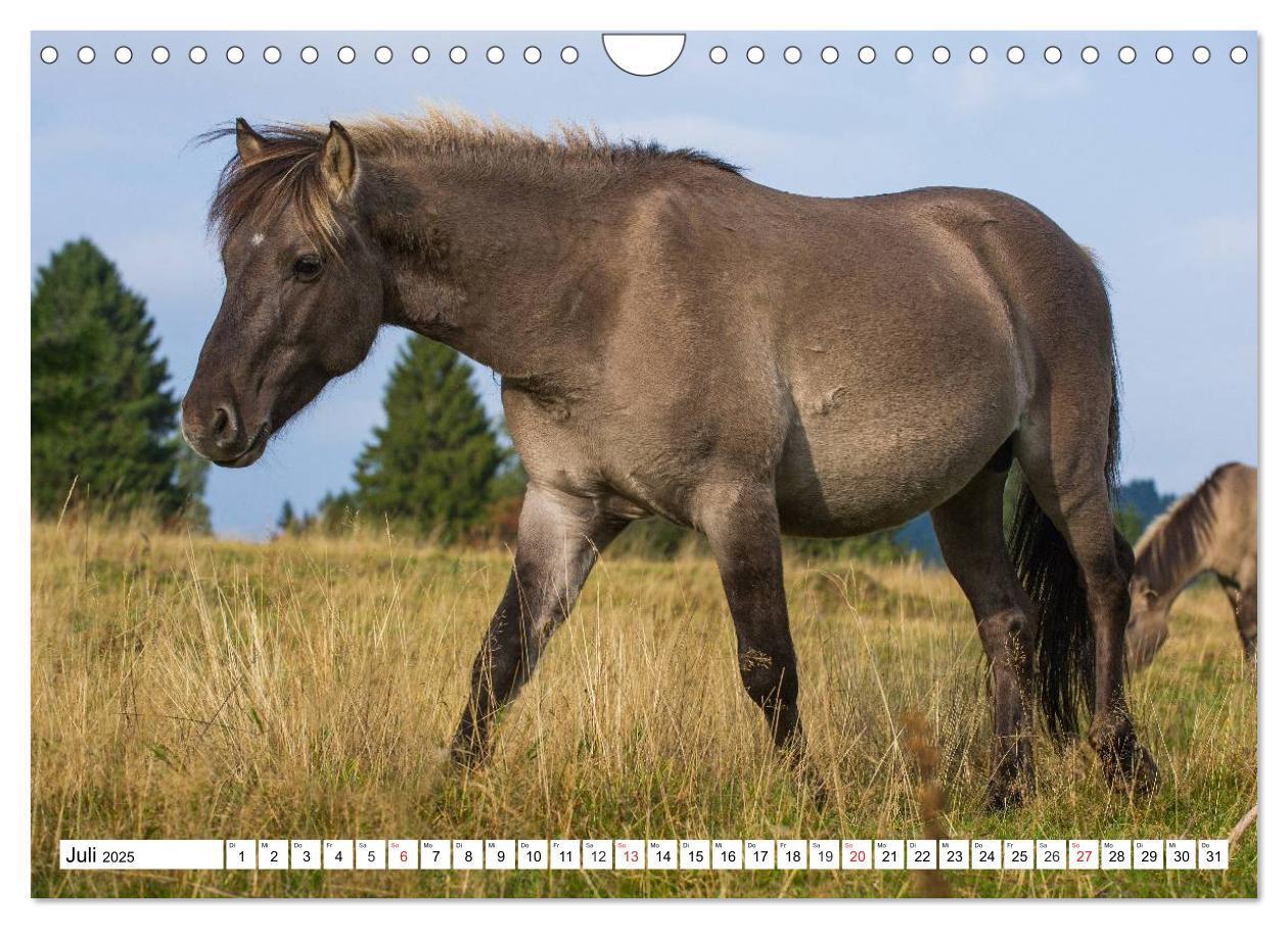 Bild: 9783435573479 | Konik - Frei geboren (Wandkalender 2025 DIN A4 quer), CALVENDO...