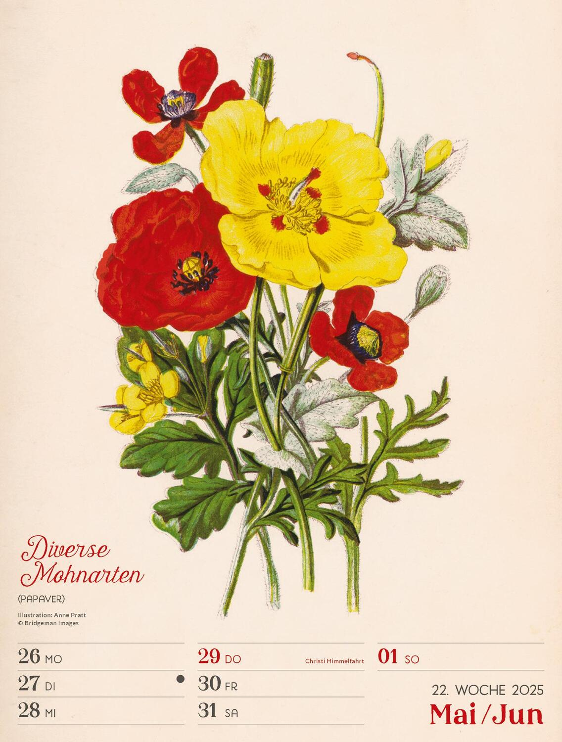 Bild: 9783838435121 | Ars Floralis - Vintage Wochenplander Kalender 2025 | Kunstverlag