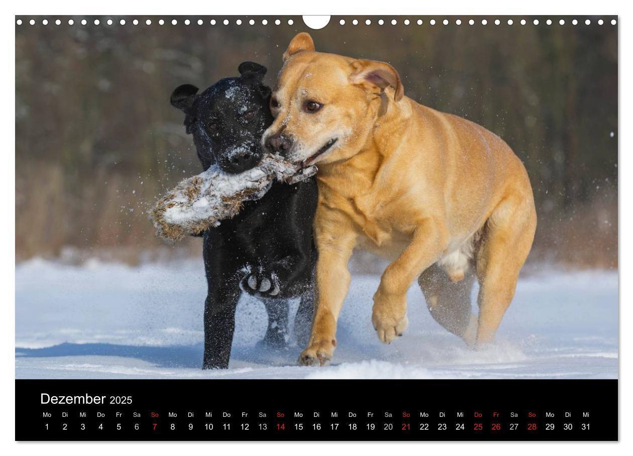 Bild: 9783435761319 | Labrador Retriever 2025 (Wandkalender 2025 DIN A3 quer), CALVENDO...