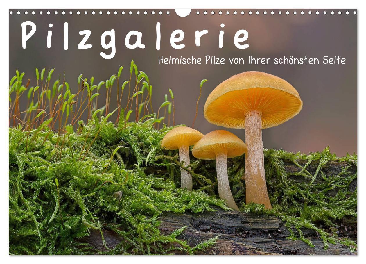 Cover: 9783383023767 | Pilzgalerie - Heimische Pilze von ihrer schönsten Seite...