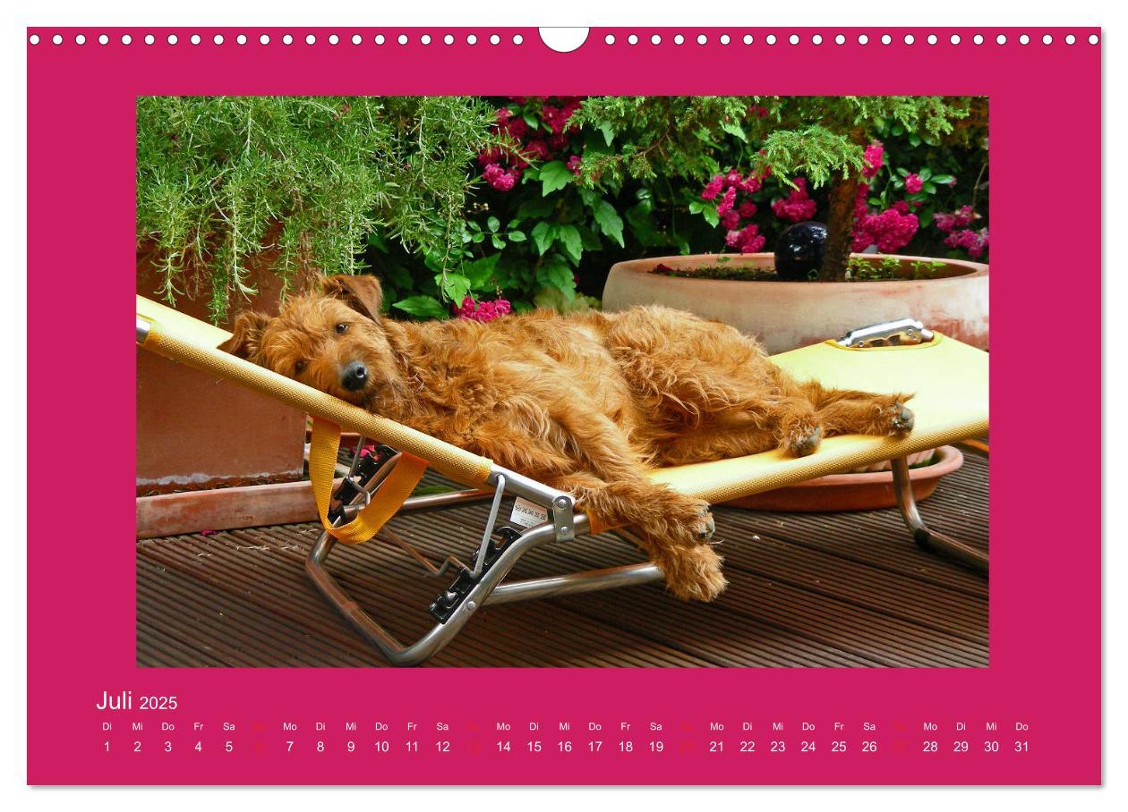 Bild: 9783435286614 | Kelly, der Irish Terrier - innen und außen aus Gold (Wandkalender...