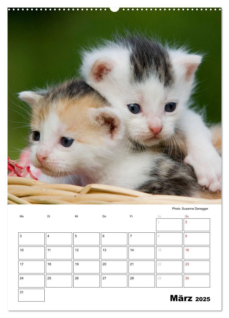 Bild: 9783457086063 | Katzenkinder - Impressionen (Wandkalender 2025 DIN A2 hoch),...