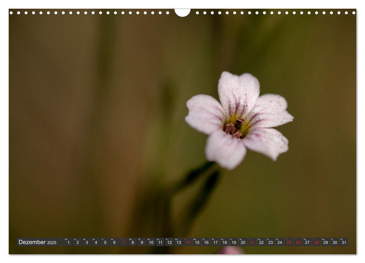 Bild: 9783383999376 | Makrowelt - Blumen und Insekten im Fokus (Wandkalender 2025 DIN A3...