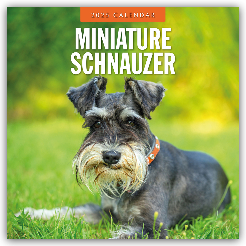 Cover: 9781804424889 | Miniature Schnauzer - Zwergschnauzer 2025 - 16-Monatskalender | Ltd