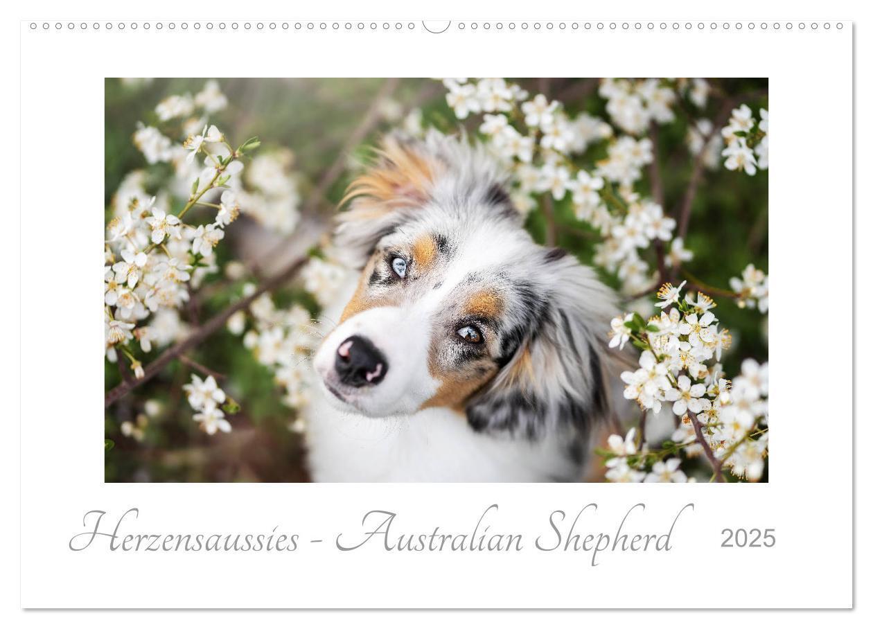 Cover: 9783435180615 | Herzensaussies - Australian Shepherd (Wandkalender 2025 DIN A2...