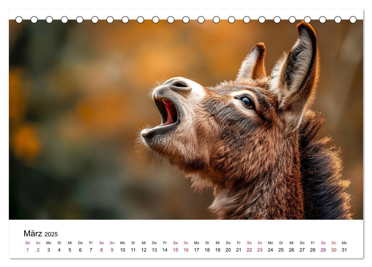 Bild: 9783457215357 | Esel - neugierige Typen (Tischkalender 2025 DIN A5 quer), CALVENDO...