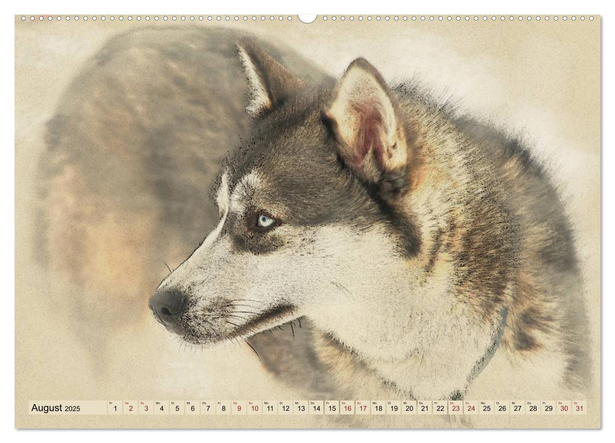 Bild: 9783435705955 | Schlittenhunde 2025 (Wandkalender 2025 DIN A2 quer), CALVENDO...