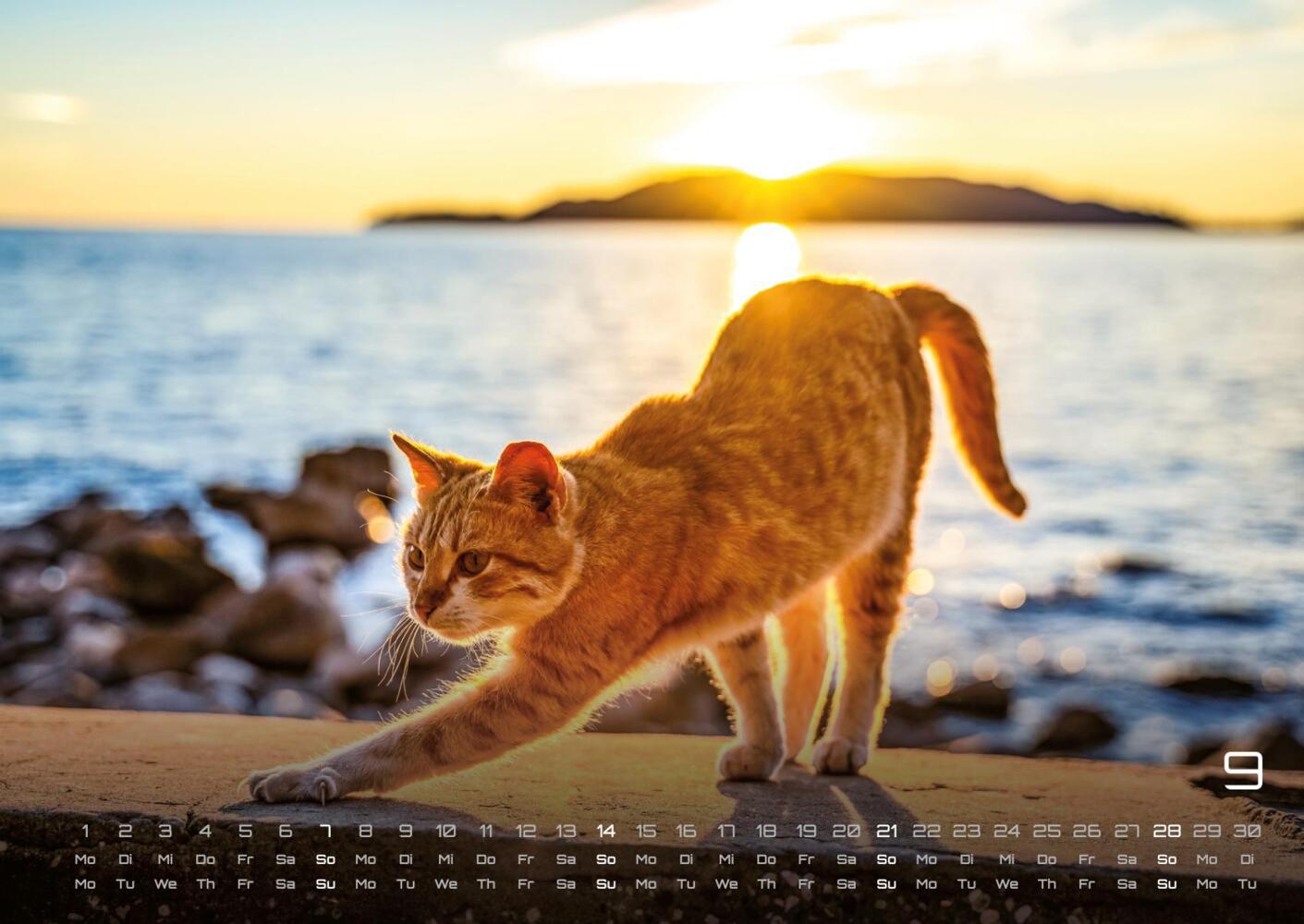 Bild: 9783986733858 | Miau - Unsere Stubentiger - Der Katzenkalender - 2025 - Kalender...