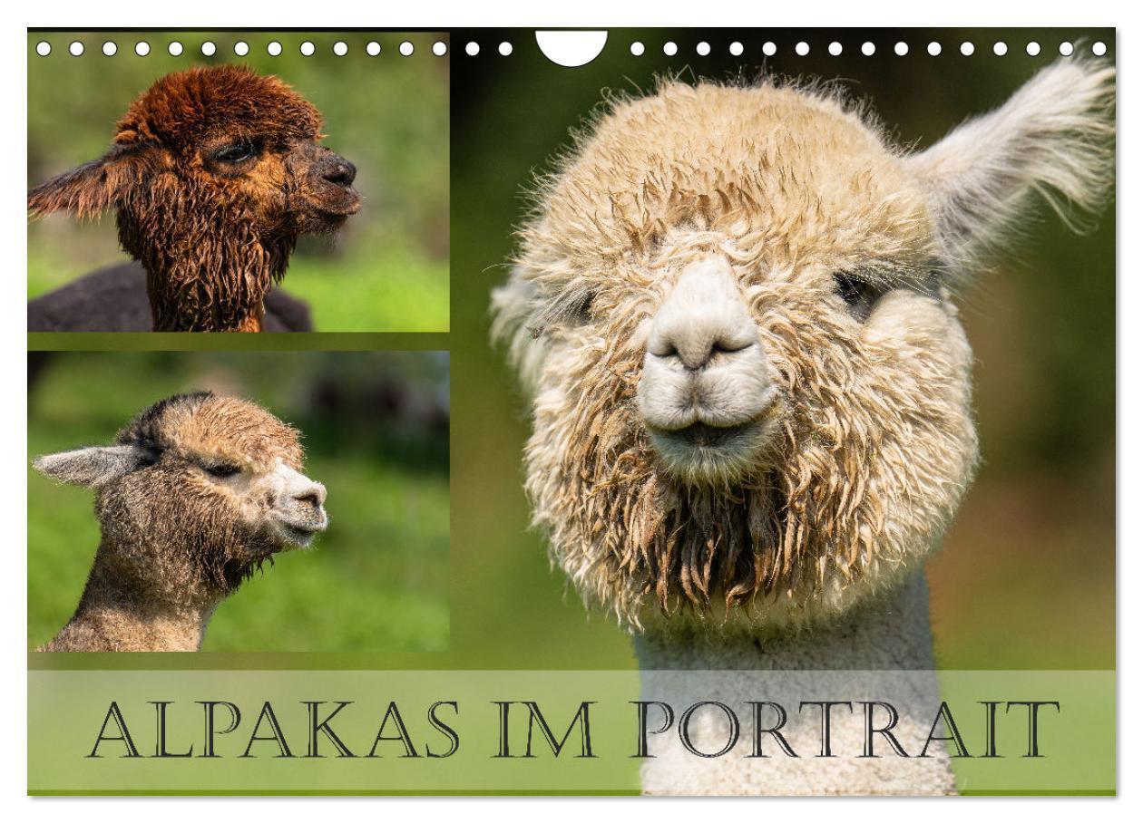 Cover: 9783383716812 | Alpakas im Portrait (Wandkalender 2024 DIN A4 quer), CALVENDO...