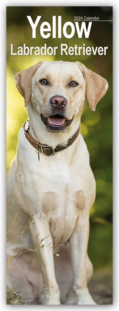 Cover: 9781804602195 | Yellow Labrador Retriever - Gelbe Labradore 2024 | Ltd | Kalender
