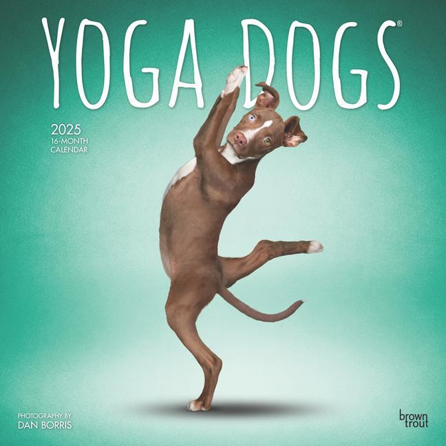 Cover: 9781975479879 | Yoga Dogs Official 2025 12 X 24 Inch Monthly Square Wall Calendar...