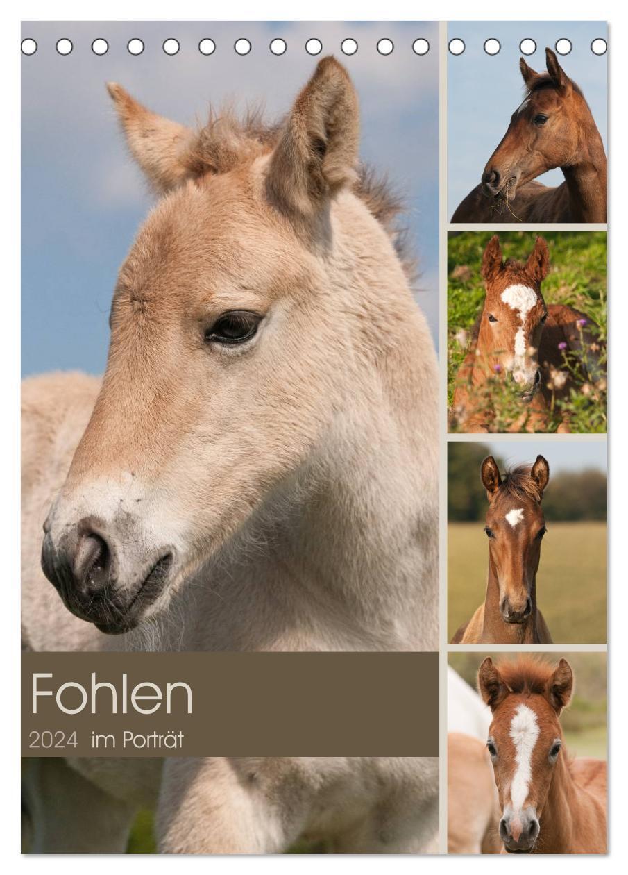 Cover: 9783383296642 | Fohlen im Porträt (Tischkalender 2024 DIN A5 hoch), CALVENDO...