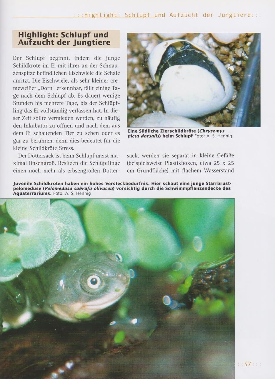 Bild: 9783931587956 | Haltung von Wasserschildkröten | Andreas S. Hennig | Taschenbuch