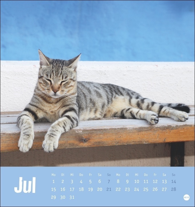 Bild: 9783756402410 | Tierisch entspannte Katzen Postkartenkalender 2024. Witzige Fotos...