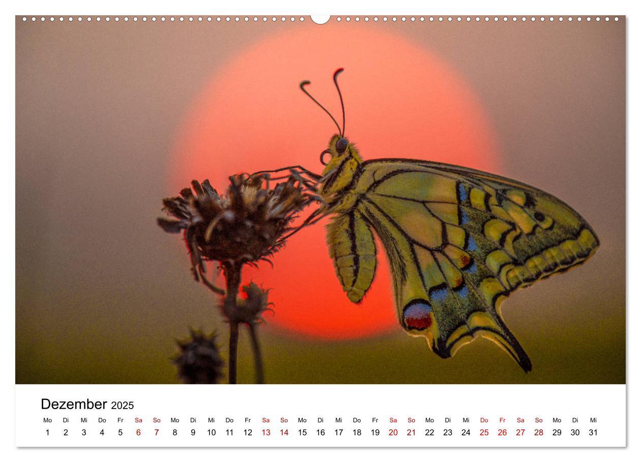 Bild: 9783435163885 | Oberbayerischer Insekten Kalender (hochwertiger Premium...