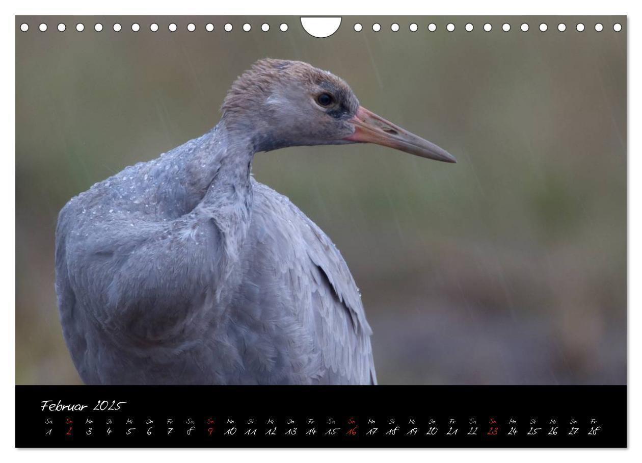 Bild: 9783435817054 | Kraniche - Vögel des Glücks (Wandkalender 2025 DIN A4 quer),...