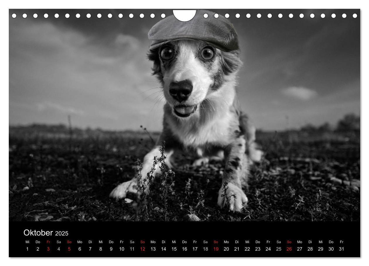 Bild: 9783435781522 | Hütehunde (Wandkalender 2025 DIN A4 quer), CALVENDO Monatskalender