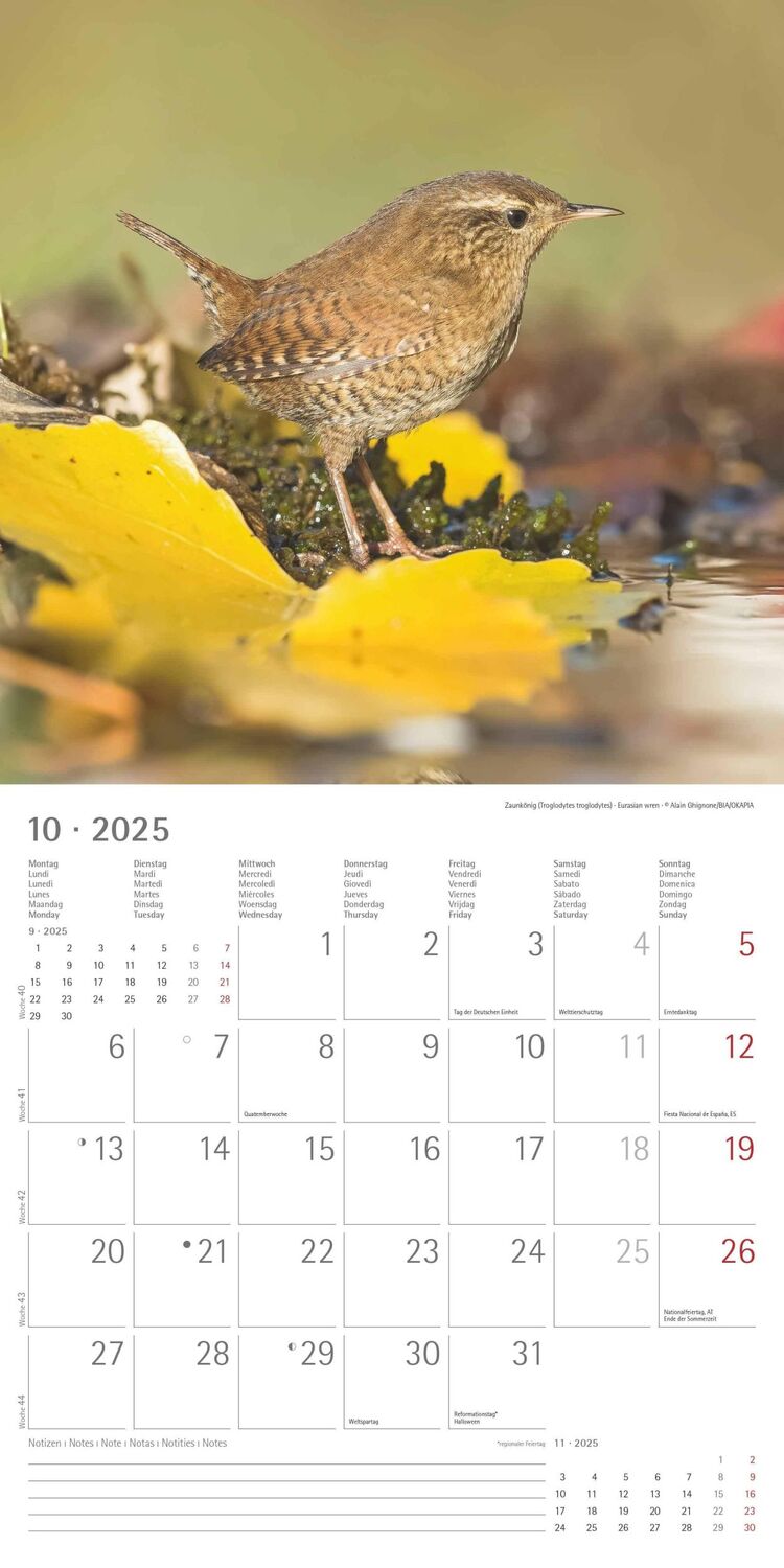 Bild: 4251732340728 | Vögel 2025 - Broschürenkalender 30x30 cm (30x60 geöffnet) -...