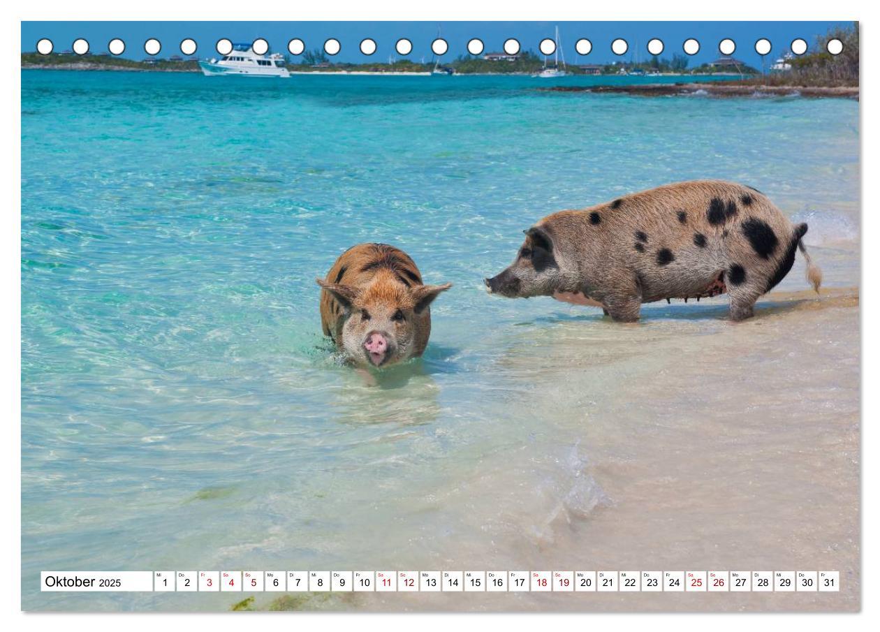 Bild: 9783435420278 | Schweine im Dauerurlaub auf den Bahamas! (Tischkalender 2025 DIN A5...