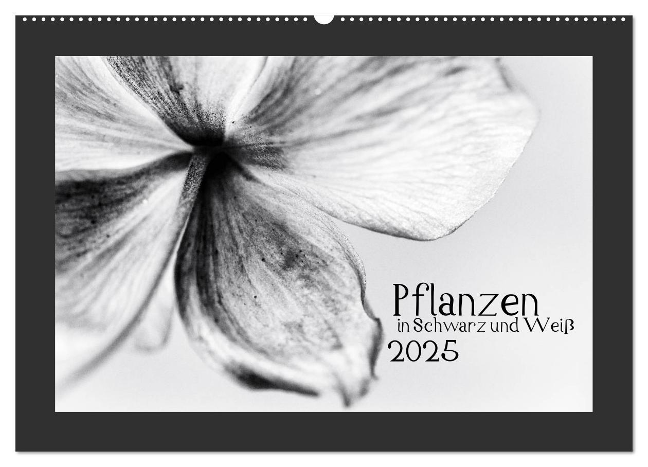 Cover: 9783435751426 | Pflanzen in Schwarz und Weiß (Wandkalender 2025 DIN A2 quer),...