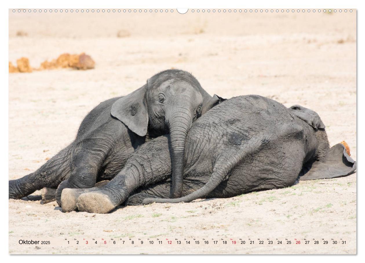 Bild: 9783435242337 | Elefanten - Sanfte Riesen Afrikas (Wandkalender 2025 DIN A2 quer),...