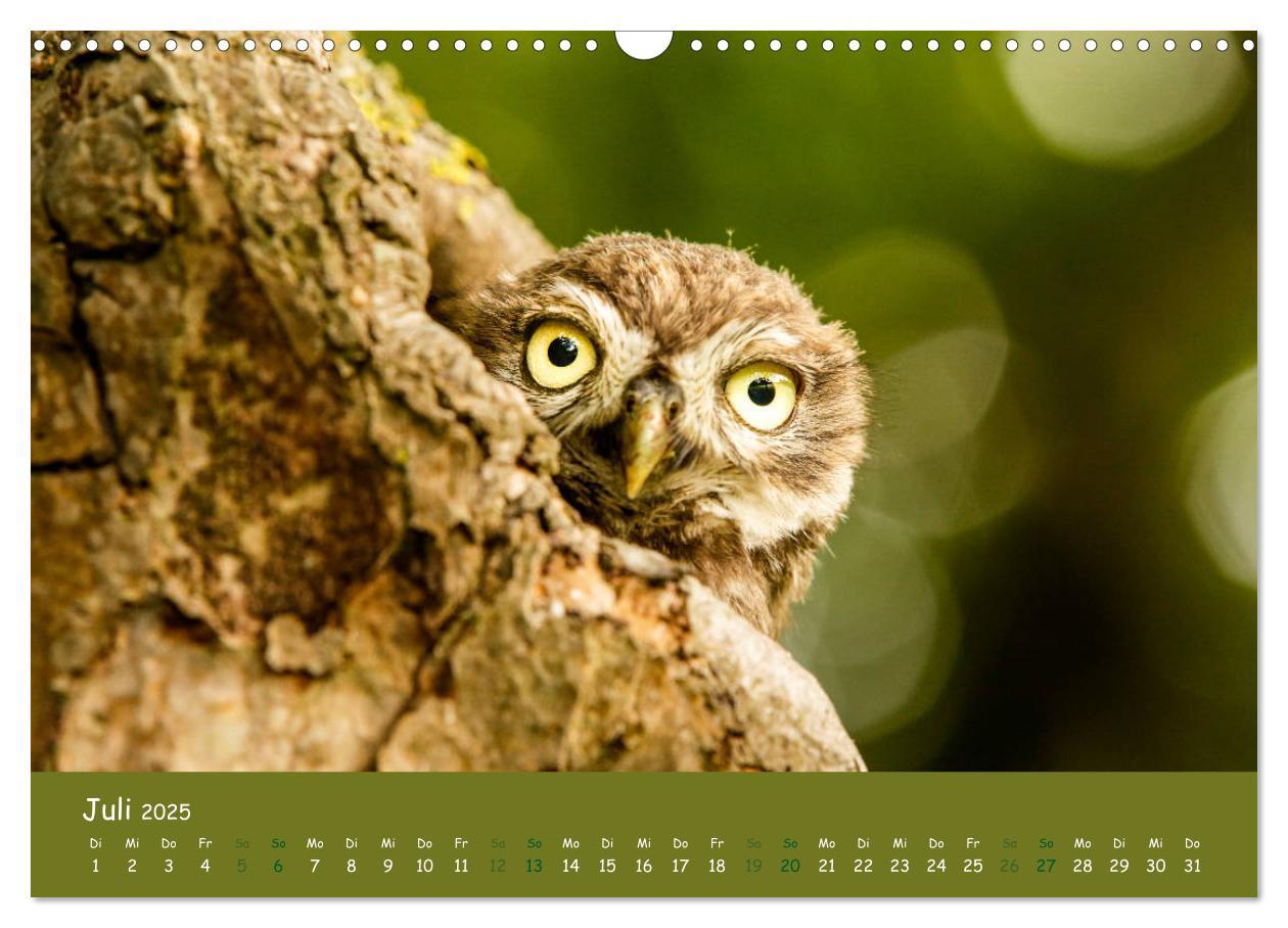 Bild: 9783435299843 | Steinkäuze (Athene noctua) (Wandkalender 2025 DIN A3 quer),...