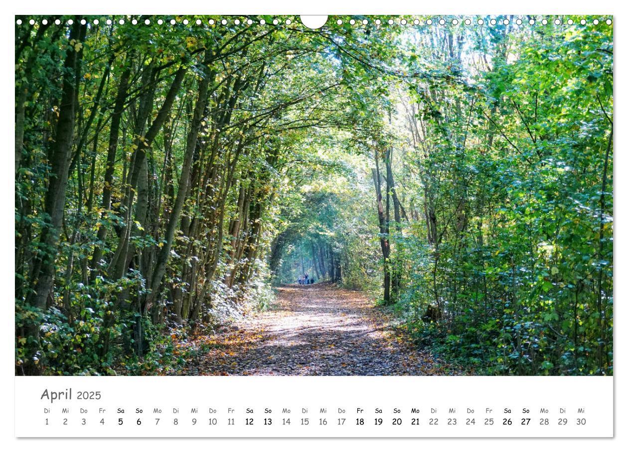 Bild: 9783435269891 | Wald - bezaubernde Wälder (Wandkalender 2025 DIN A3 quer), CALVENDO...