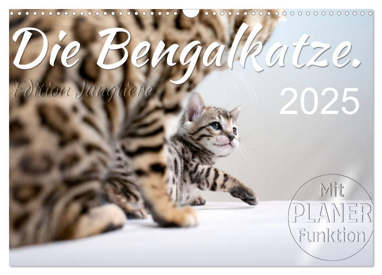 Cover: 9783435593071 | Die Bengalkatze. Edition Jungtiere (Wandkalender 2025 DIN A3 quer),...