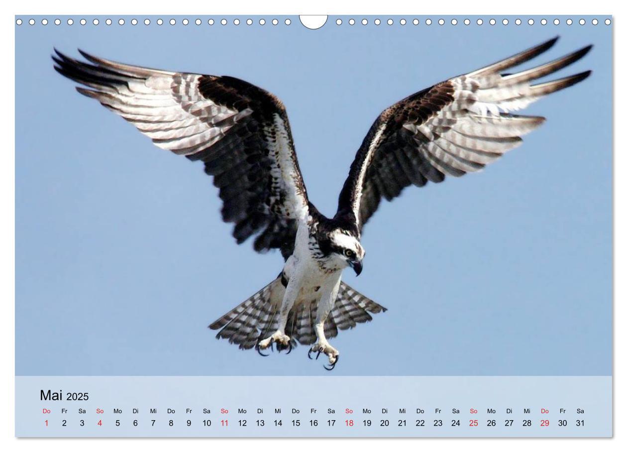 Bild: 9783435651153 | Falken und Greifvögel. Edle Jäger (Wandkalender 2025 DIN A3 quer),...