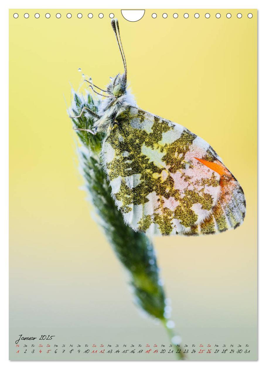 Bild: 9783435976652 | Kunterbuntes Gartenleben - Schmetterlinge in Gärten und Parks...