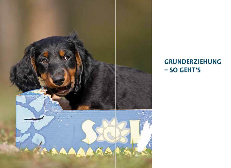 Bild: 9783818616083 | Sachkundenachweis für Hundehalter | Celina Del Amo | Taschenbuch