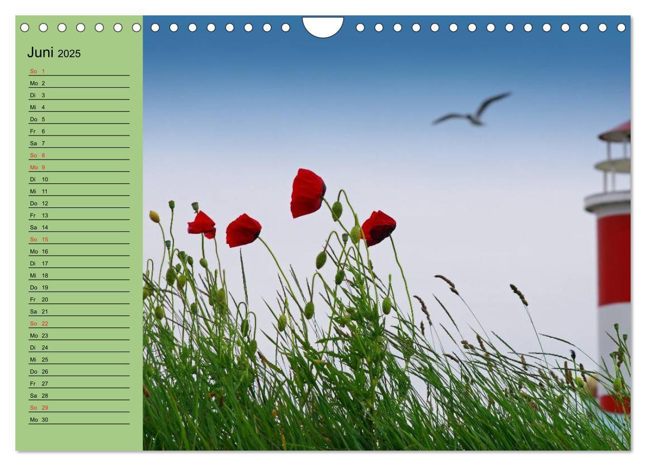 Bild: 9783435842339 | Mohnblumen Träume (Wandkalender 2025 DIN A4 quer), CALVENDO...