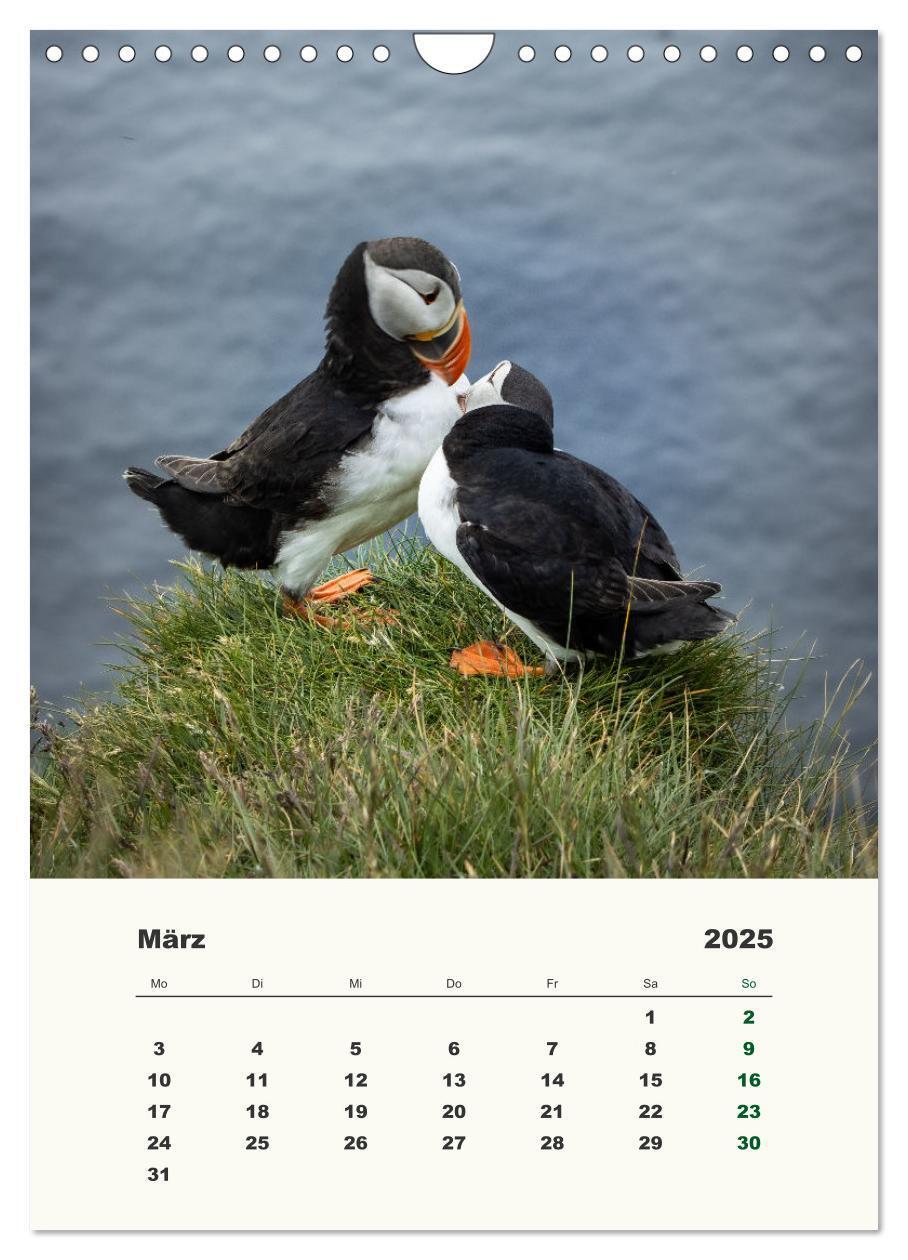 Bild: 9783435916832 | Papageientaucher in Island (Wandkalender 2025 DIN A4 hoch),...