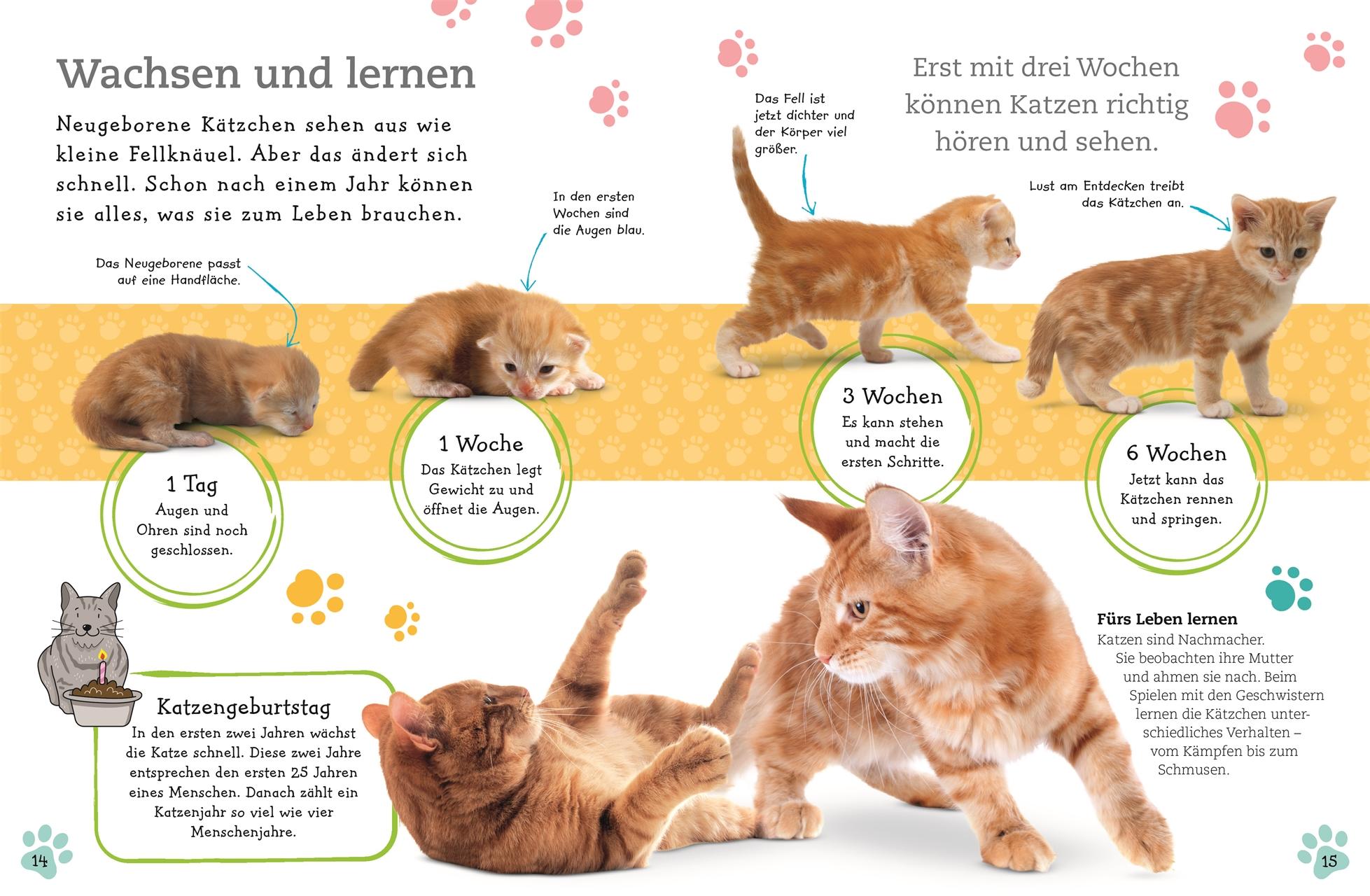 Bild: 9783831035700 | Alles über deine Katze | Frauke Bahle | Buch | 64 S. | Deutsch | 2018