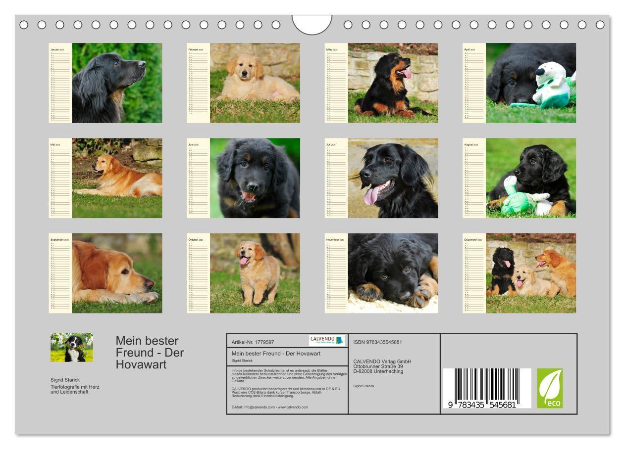 Bild: 9783435545681 | Mein bester Freund - Der Hovawart (Wandkalender 2025 DIN A4 quer),...