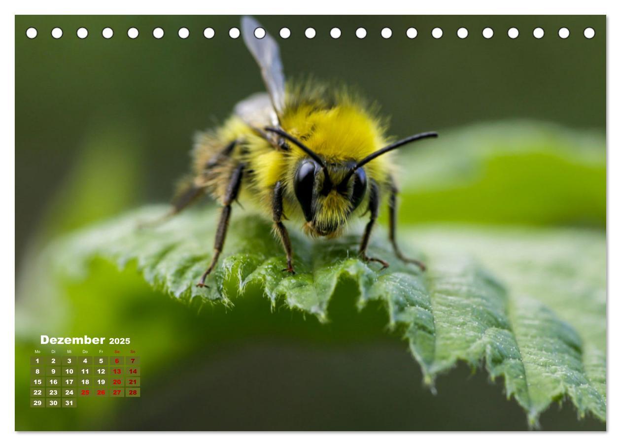 Bild: 9783383772054 | Klein aber oho. Die bunte Welt der Insekten (Tischkalender 2025 DIN...