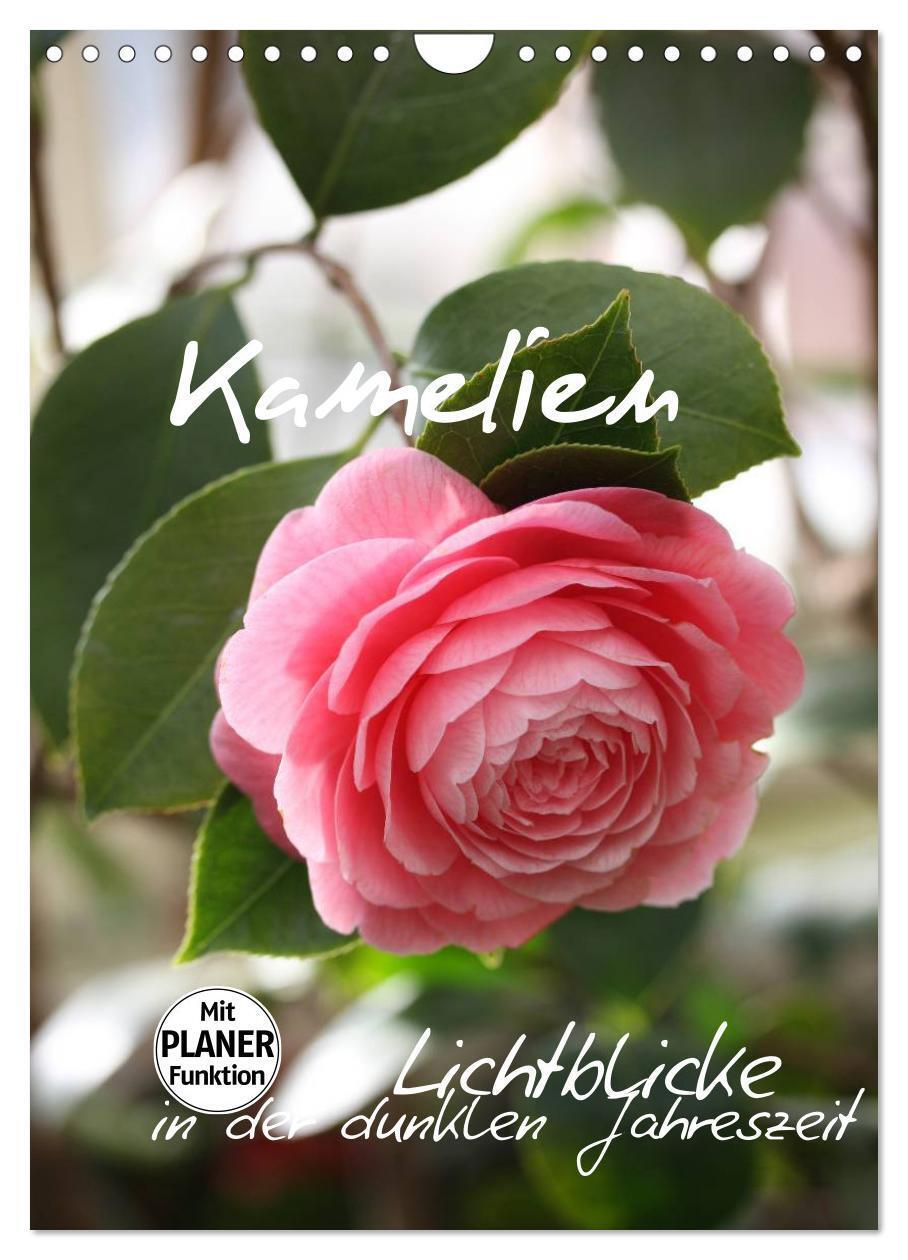 Cover: 9783457026892 | Kamelien Lichtblicke in der dunklen Jahreszeit (Wandkalender 2025...