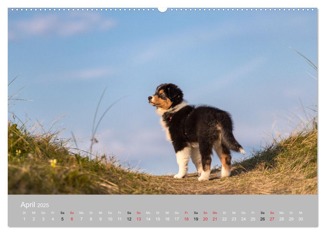 Bild: 9783435667543 | Australian Shepherd 2025 (hochwertiger Premium Wandkalender 2025...